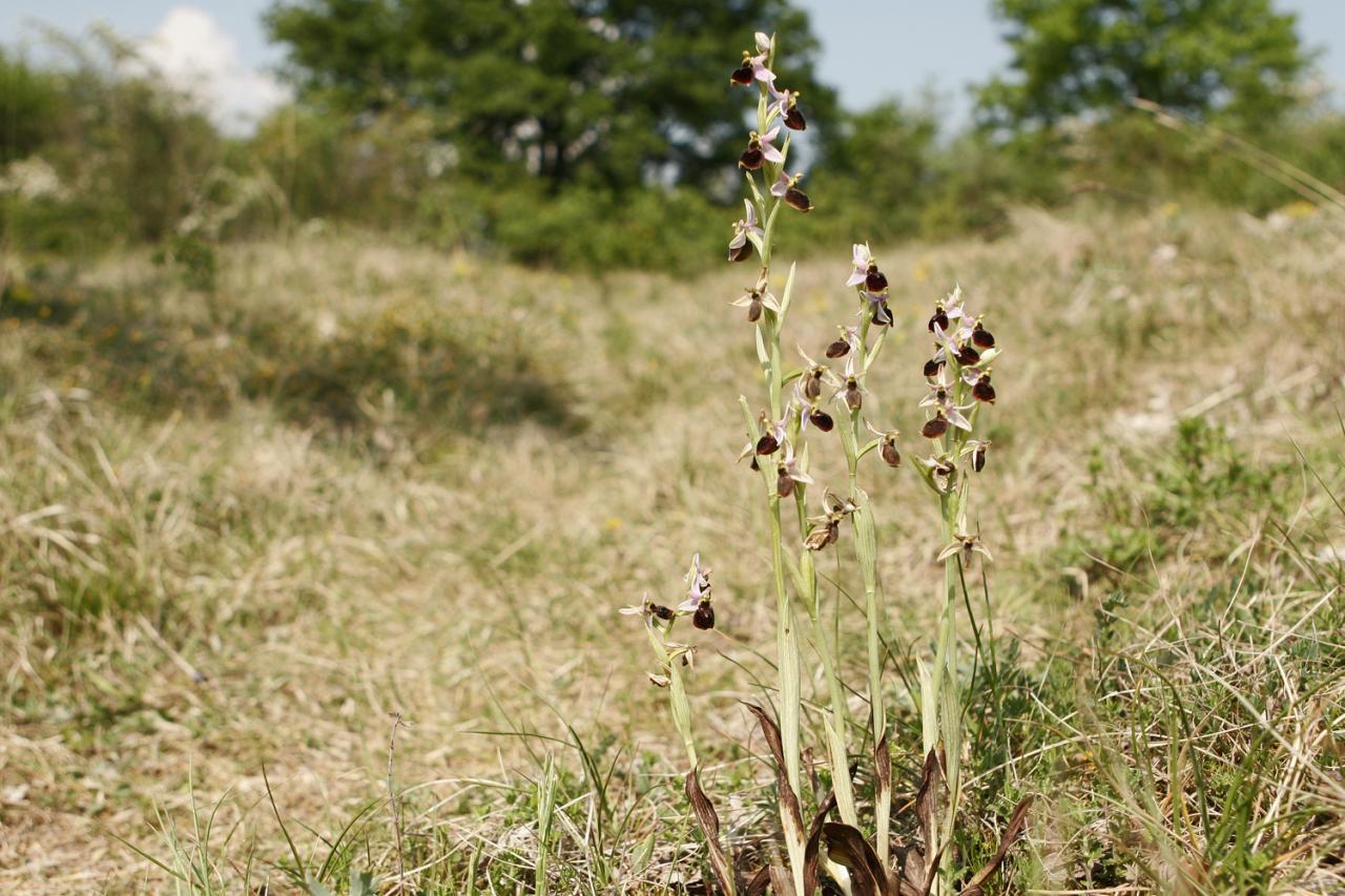 Ophrys hybride (Ophrys araneola x O fuciflora)