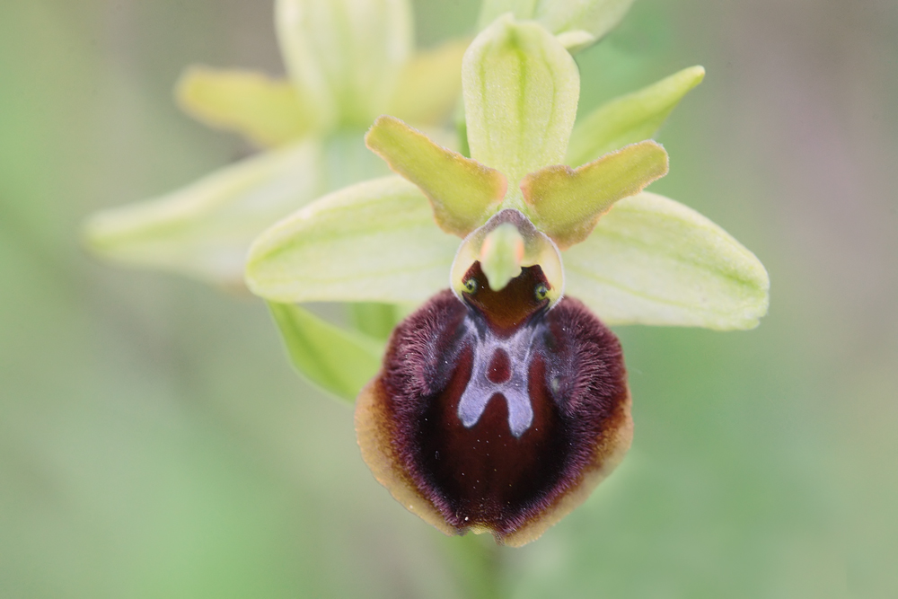 Ophrys araignée (Ophrys aranifera)