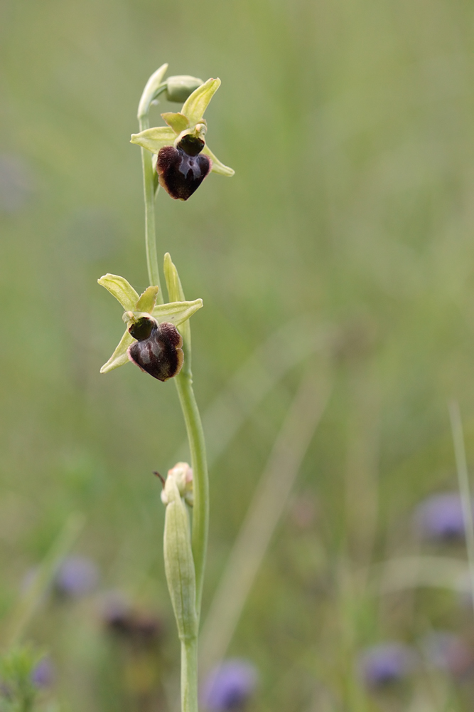Ophrys araignée (Ophrys aranifera)