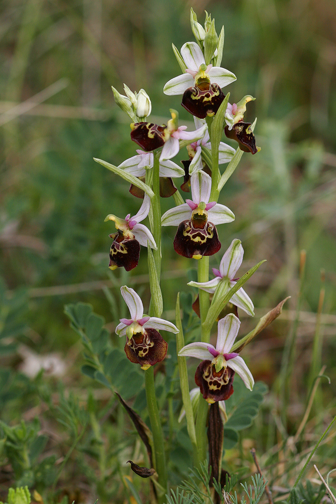 Ophrys bourdon (Ophrys fuciflora)