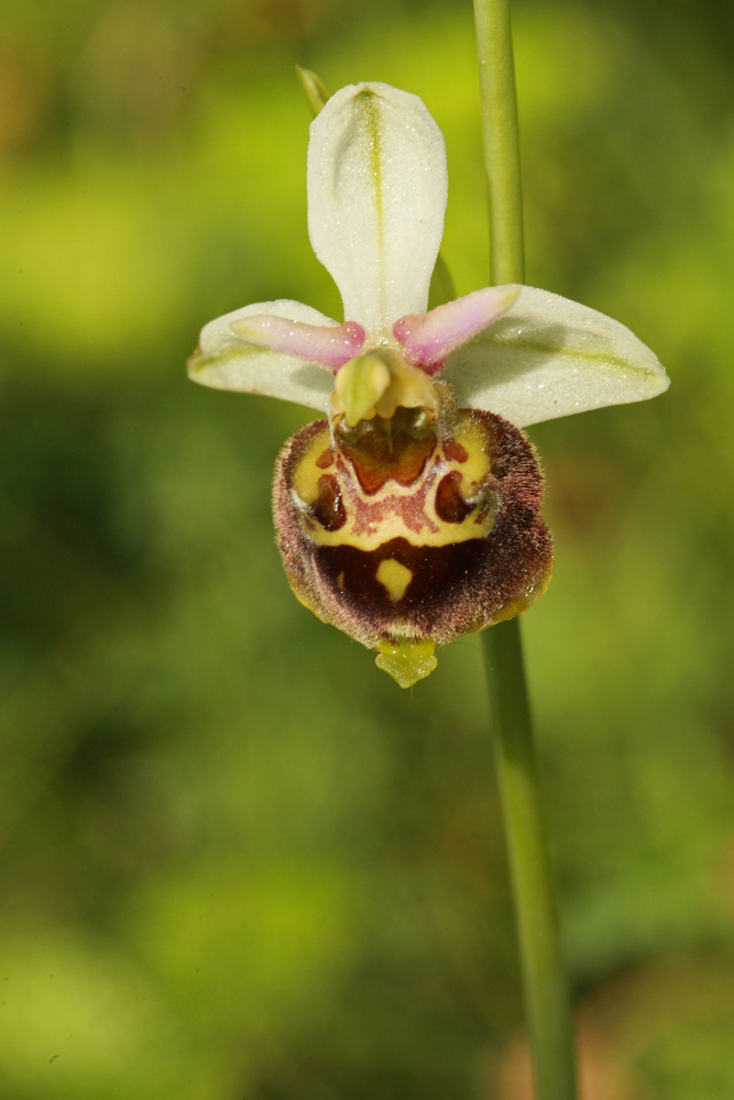 Ophrys bourdon (Ophrys carnavalii)