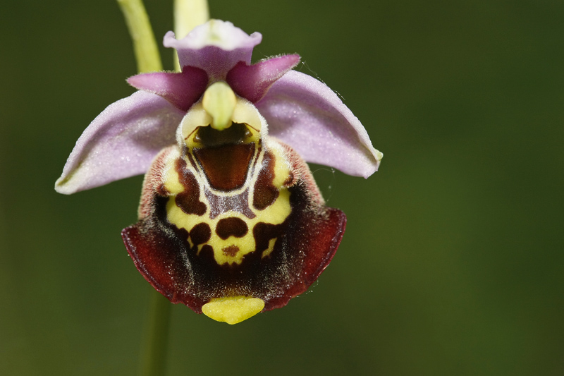 Ophrys bourdon (Ophrys fuciflora)