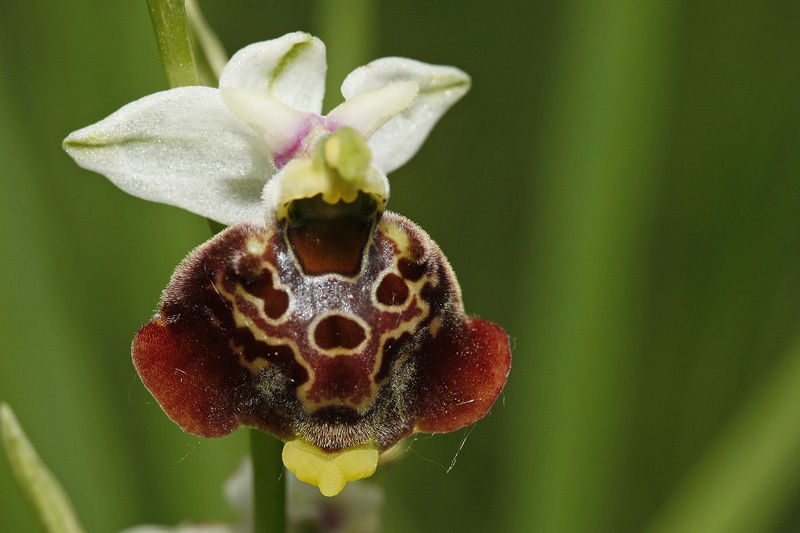 Ophrys bourdon (Ophrys fuciflora)