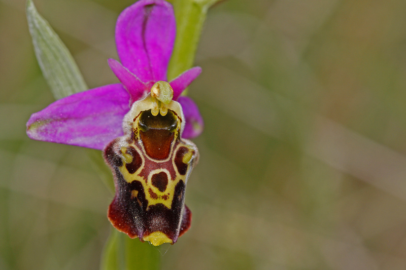 Ophrys bourdon (Ophrys fuciflora)