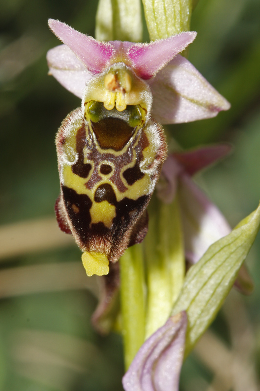 Ophrys bourdon (Ophrys fuciflora)