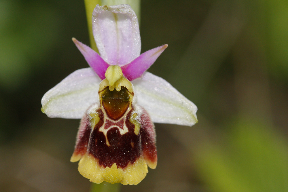 Ophrys bourdon (Ophrys fuciflora)