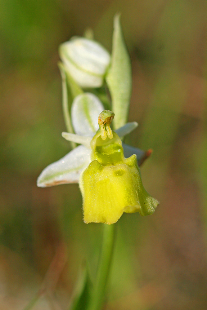 Ophrys bourdon (Ophrys fuciflora)