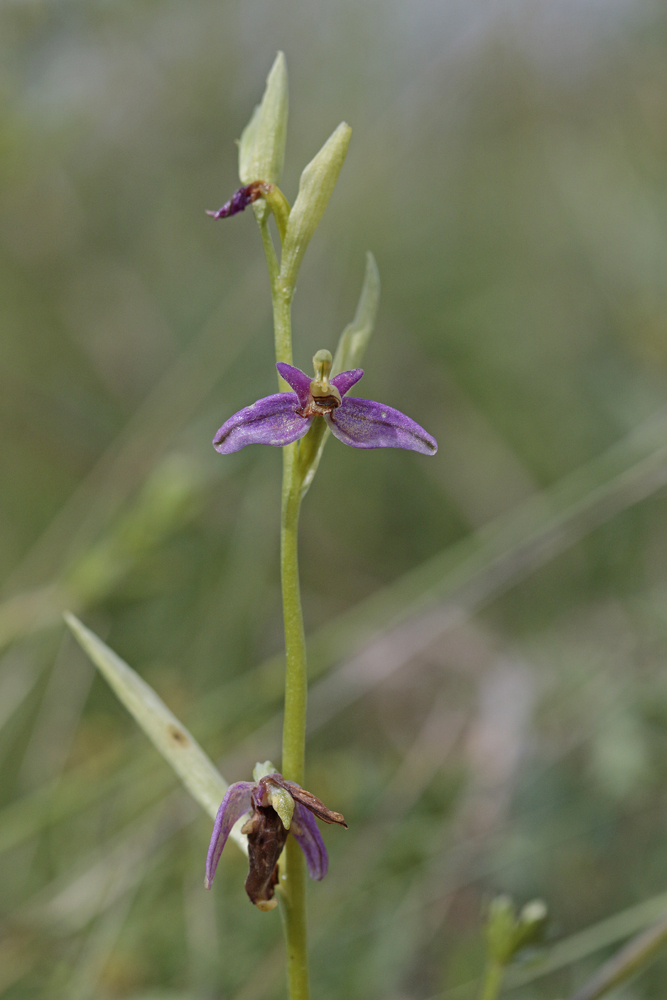 Ophrys bourdon (Ophrys fuciflora)