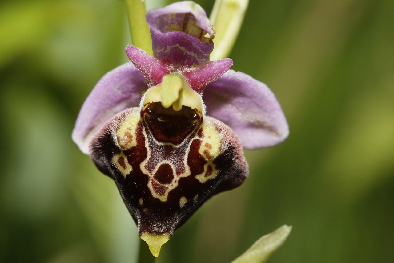 Ophrys bourdon (Ophrys fuciflora)