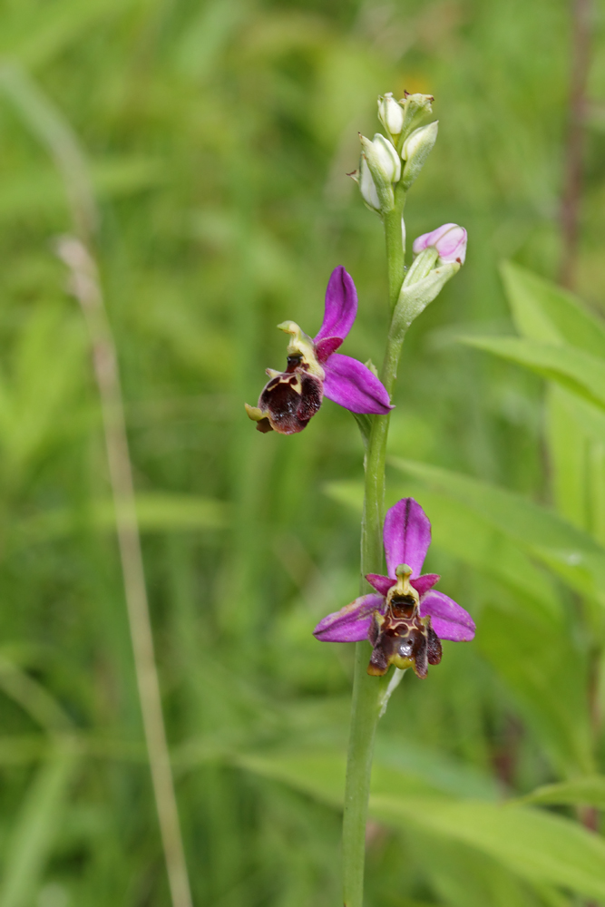 Ophrys élevé (Ophrys fuciflora ssp eliator)