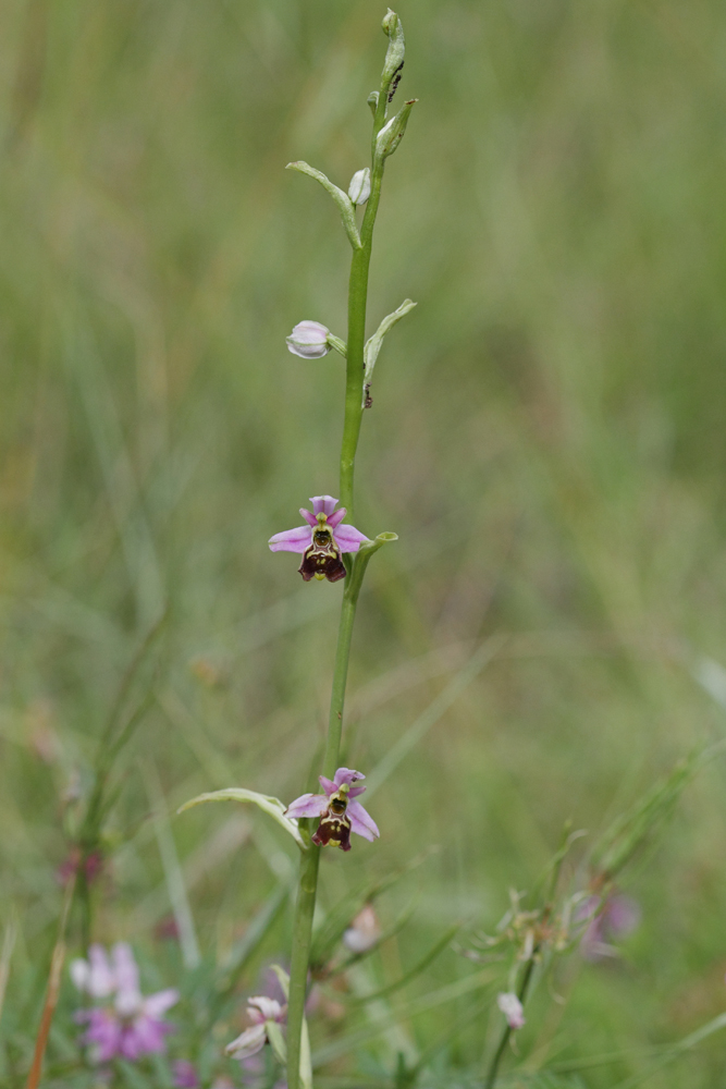 Ophrys élevé (Ophrys fuciflora ssp eliator)