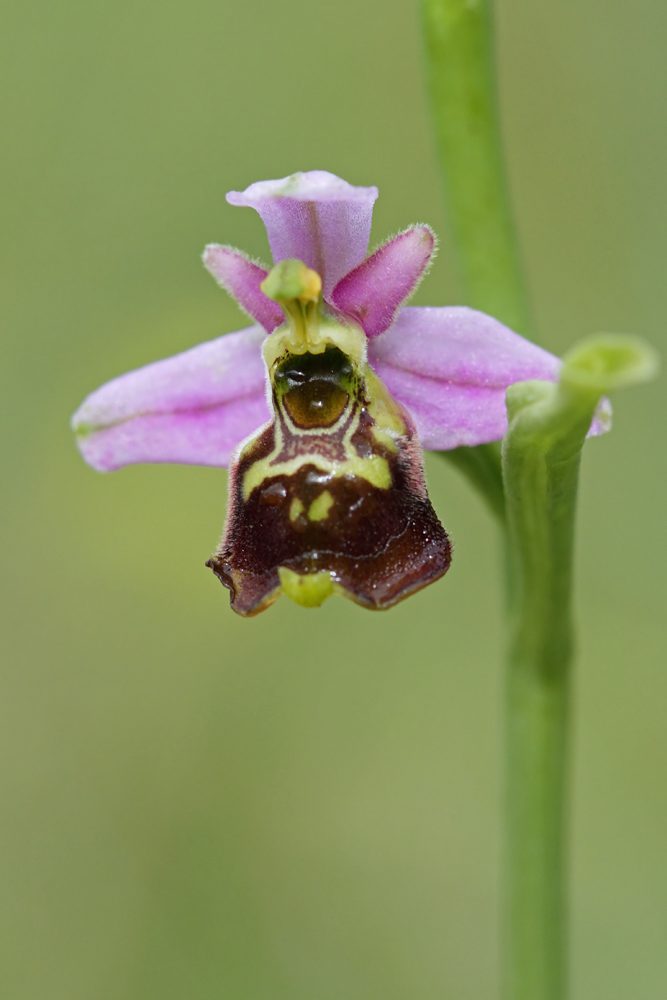 Ophrys élevé (Ophrys fuciflora ssp eliator)