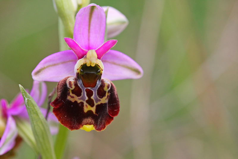 Ophrys bourdon (Ophrys fuciflora)