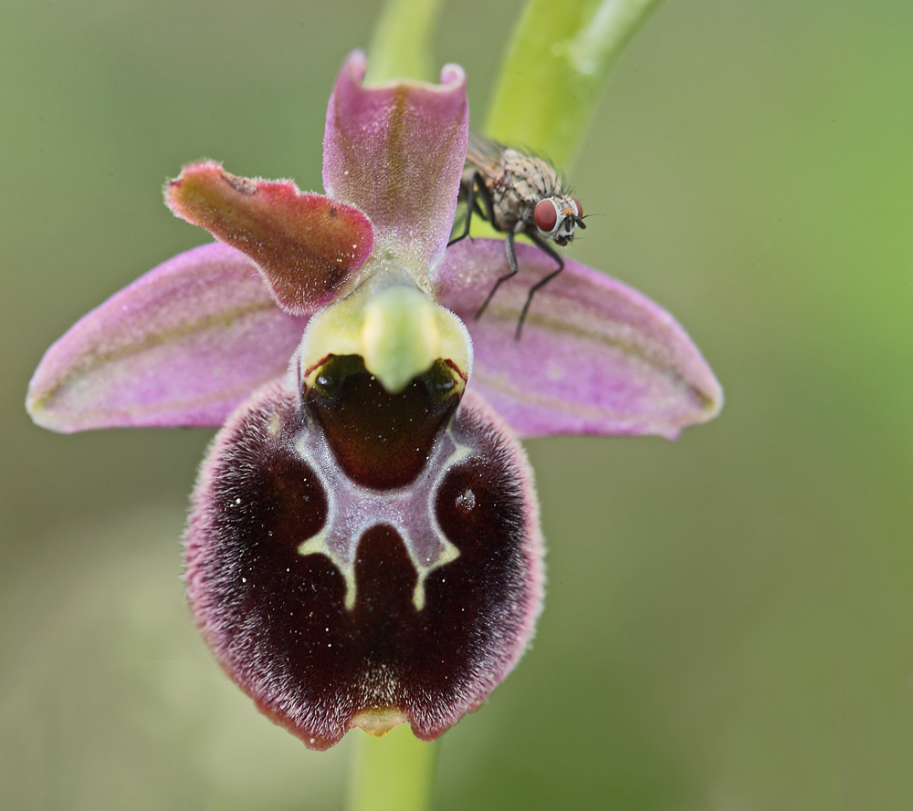 Ophrys hybride (Ophrys araneola x O fuciflora)