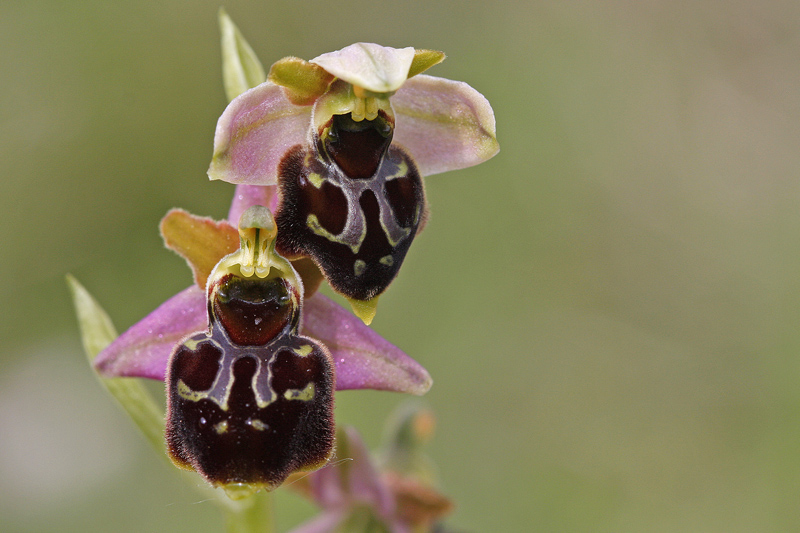 Ophrys hybride (Ophrys fuciflora x ophrys apifera)