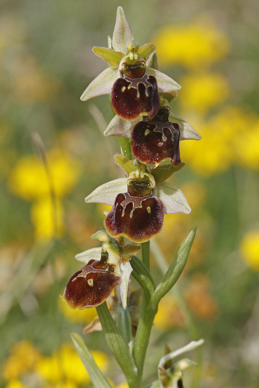 Ophrys hybride (Ophrys araneola x O fuciflora)