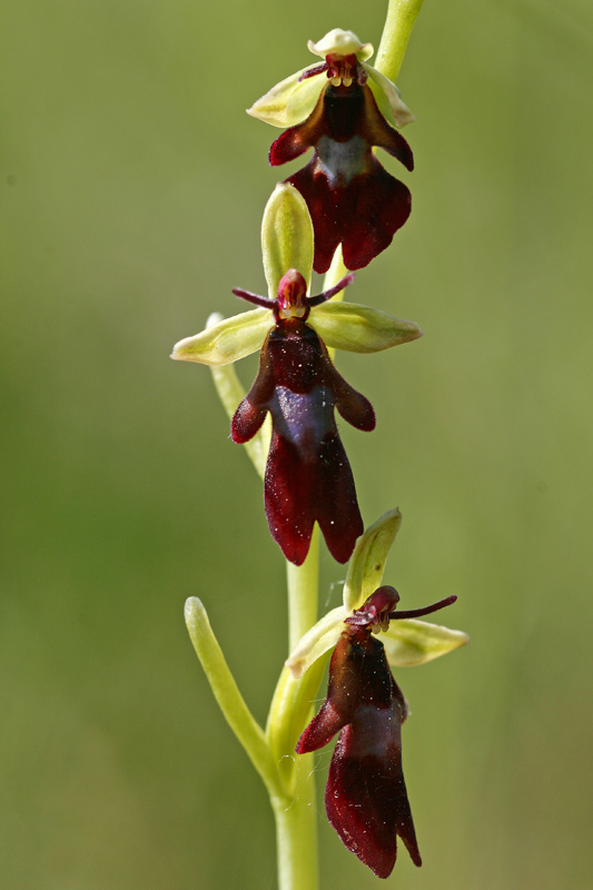 Ophrys mouche (Ophrys insectifera)