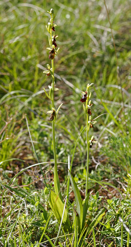 Ophrys mouche (Ophrys insectifera)