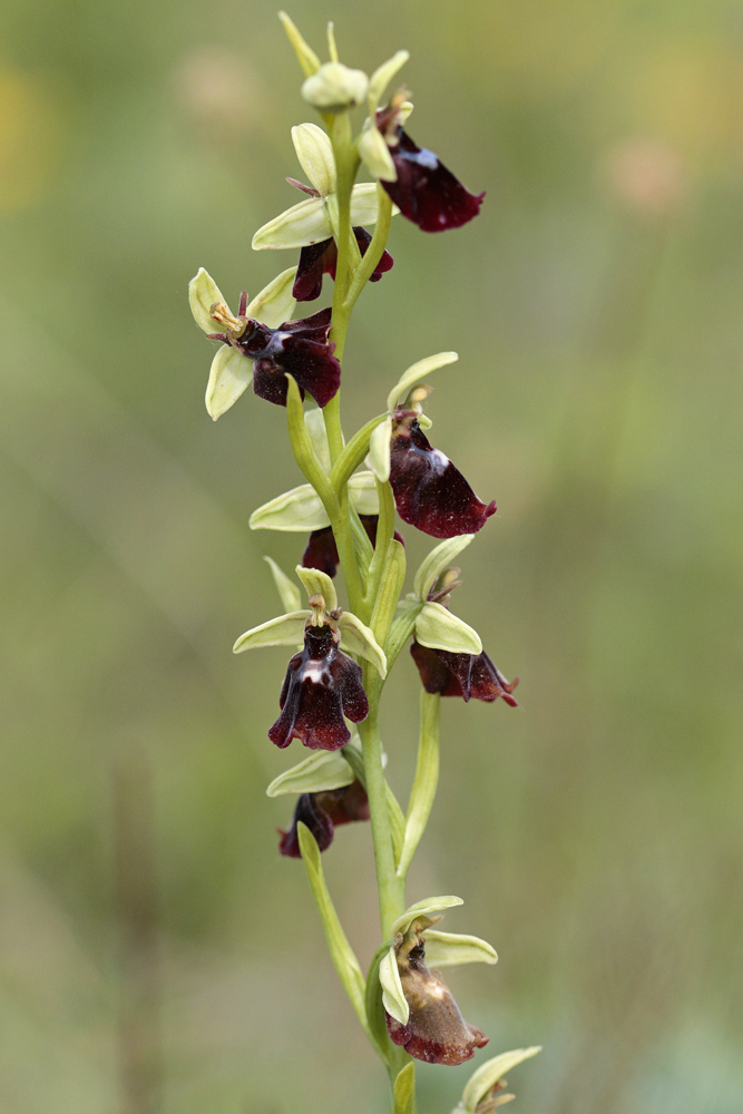 Ophrys hybride (Ophrys insectifera x ??)