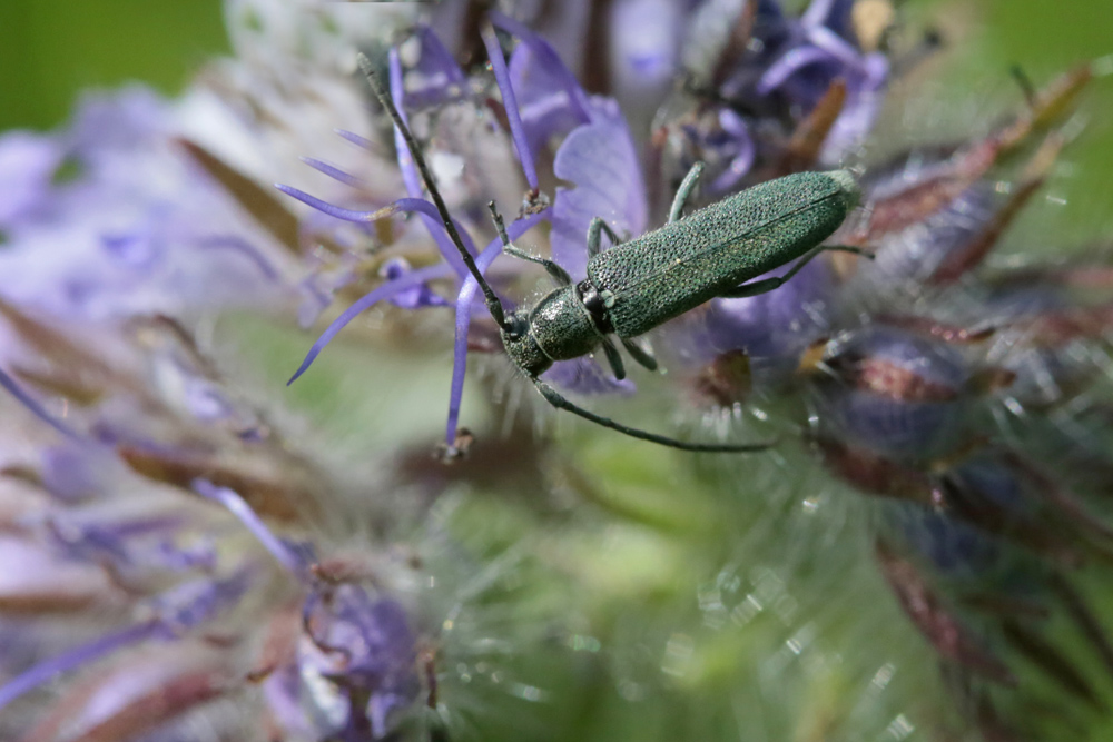 Phytoecie bleuâtre (Opsilia coerulescens)