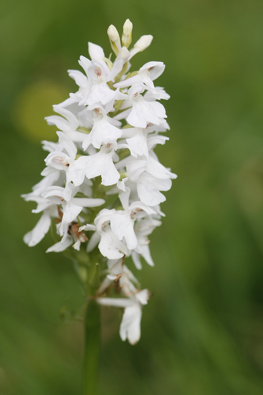 Orchis tacheté (Dactylorhiza maculata)