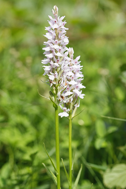 Orchis tacheté (Dactylorhiza maculata)