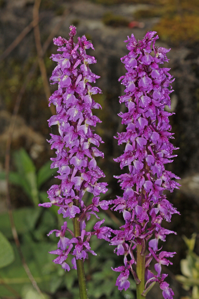 Orchis mâle (Orchis mascula)