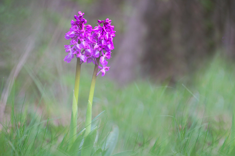 Orchis mâle (Orchis mascula)