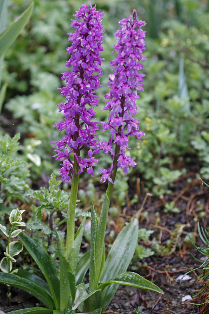 Orchis mâle (Orchis mascula)