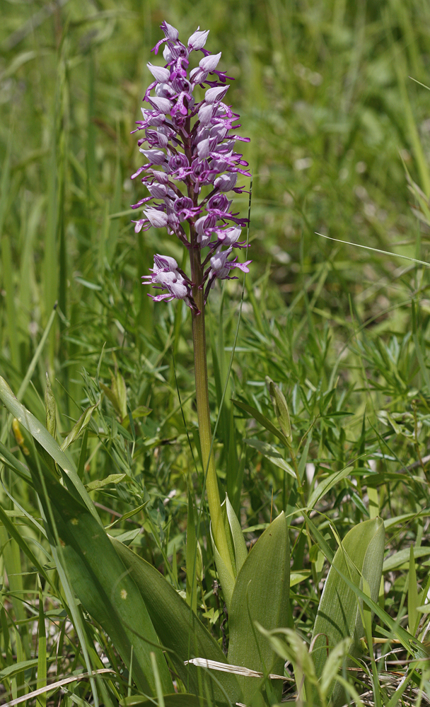 Orchis militaire (Orchis militaris)