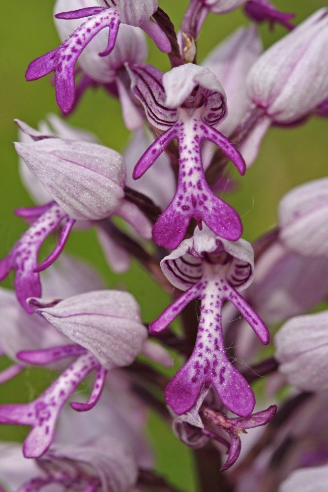 Orchis militaire (Orchis militaris)