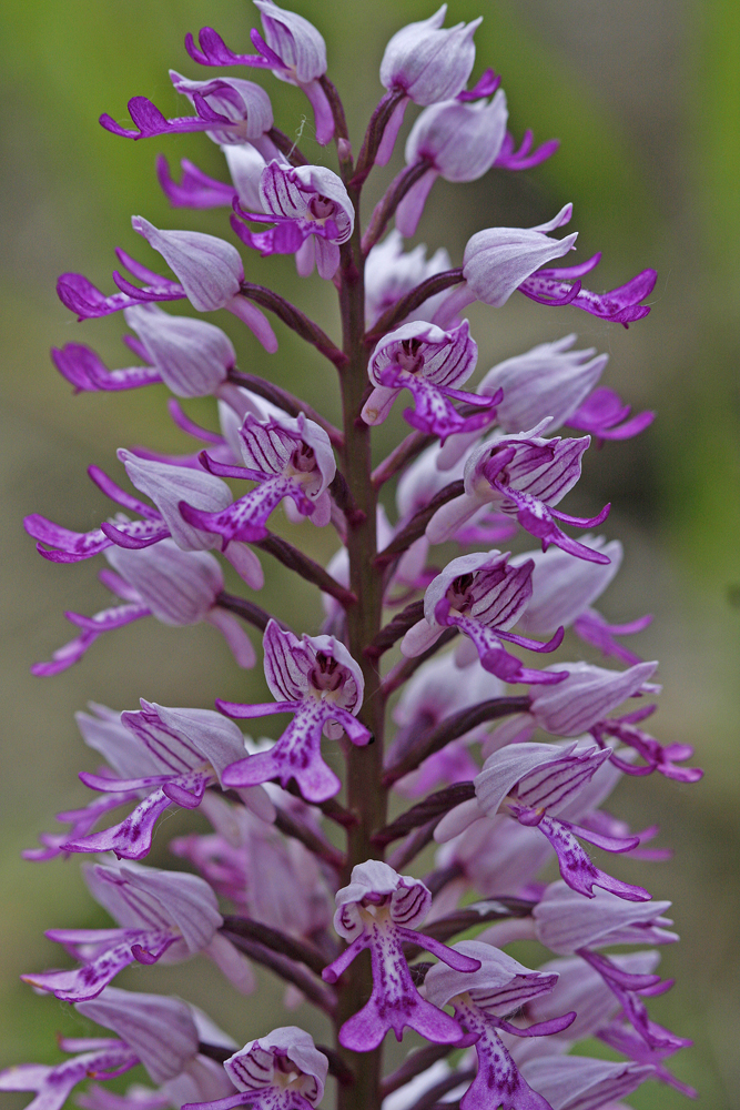 Orchis militaire (Orchis militaris)