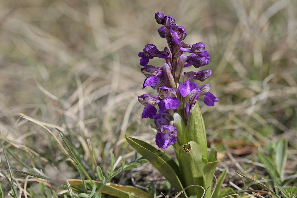 Orchis bouffon (Orchis morio)