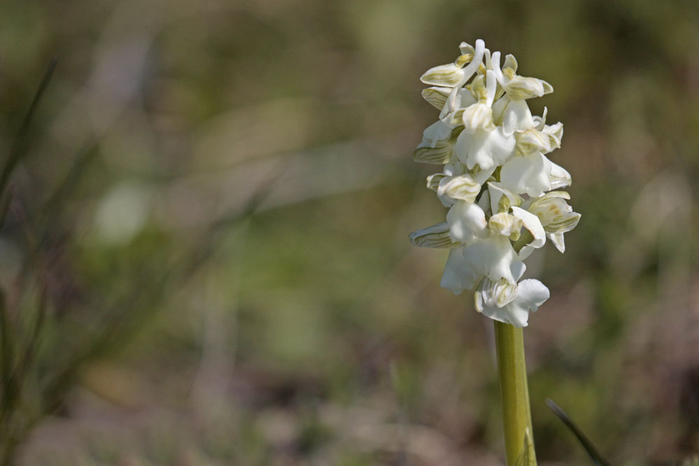 Orchis bouffon (Orchis morio)