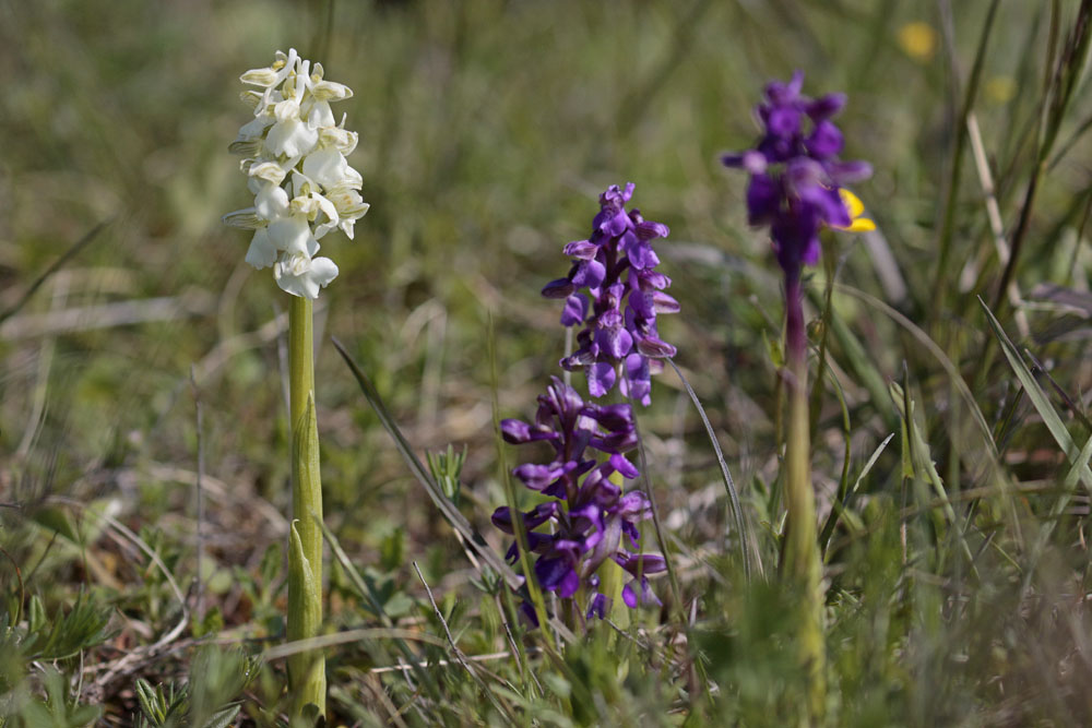 Orchis bouffon (Orchis morio)