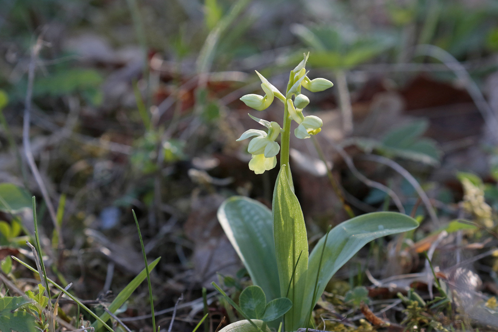 Orchis pâle (Orchis pallens)