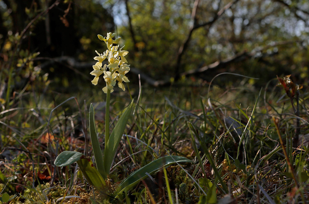 Orchis pâle (Orchis pallens)