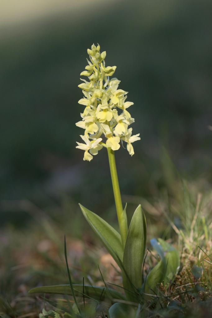 Orchis pâle (Orchis pallens)