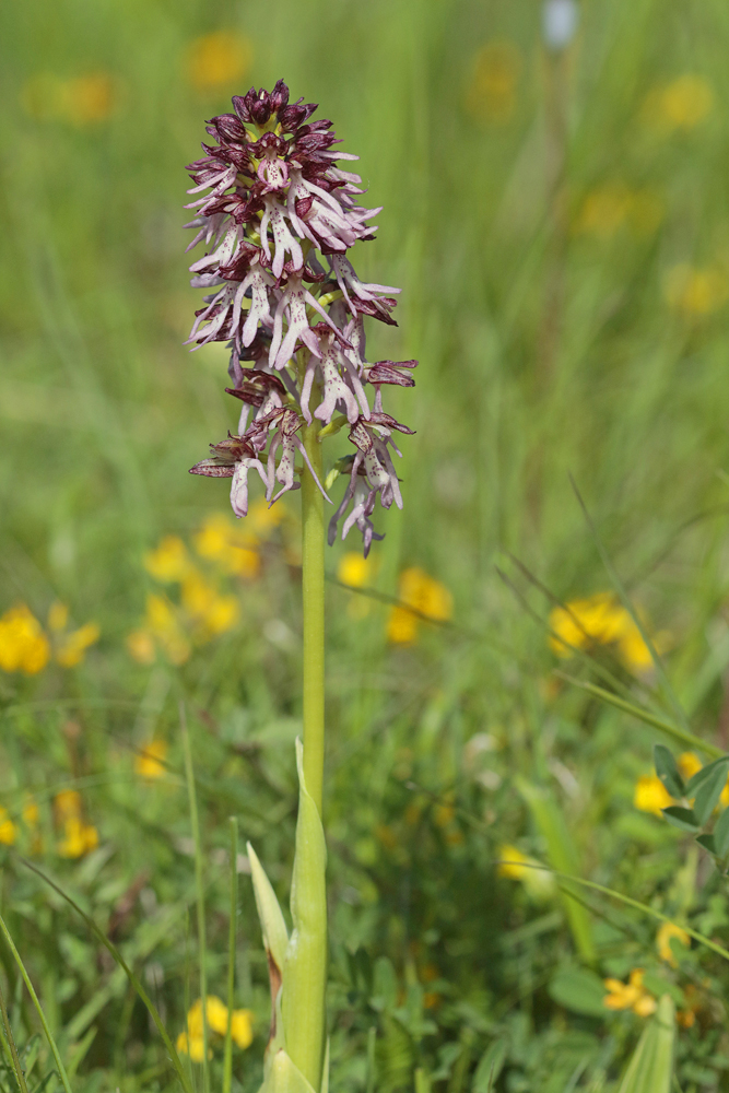 Orchis hybride  (Orchis purpuralis x O. anthropophorum)