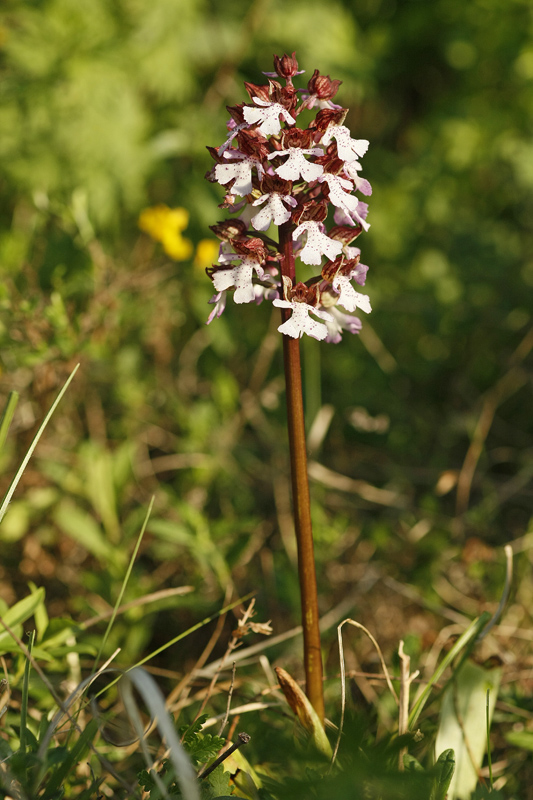 Orchis pourpre (Orchis purpurea)