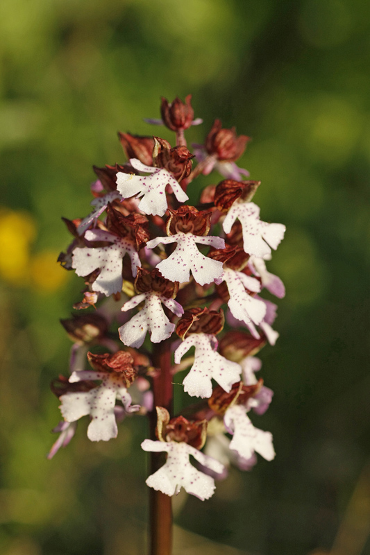 Orchis pourpre (Orchis purpurea)