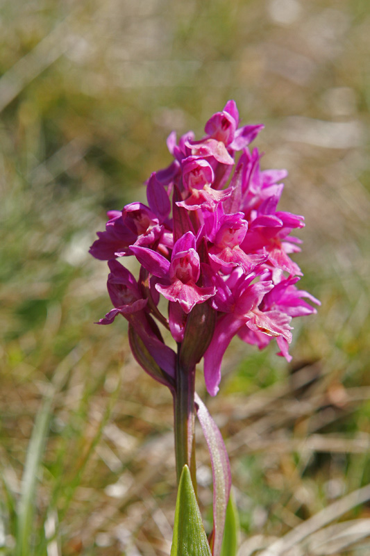 Orchis sureau (Orchis sambucina)