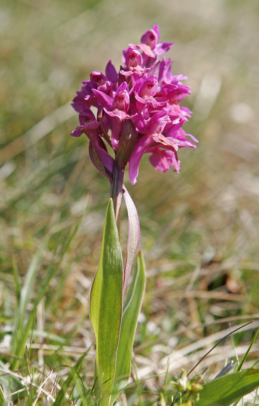 Orchis sureau (Orchis sambucina)