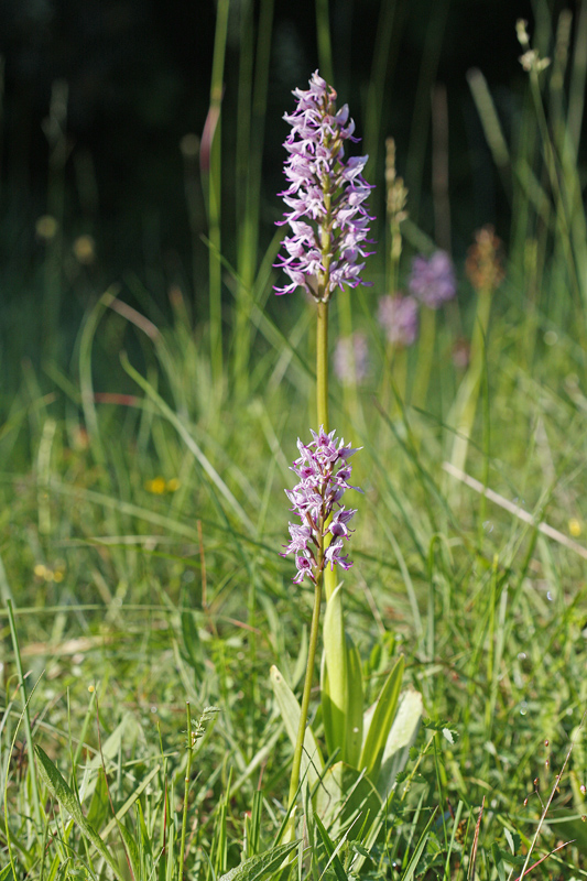 Orchis singe (Orchis simia)