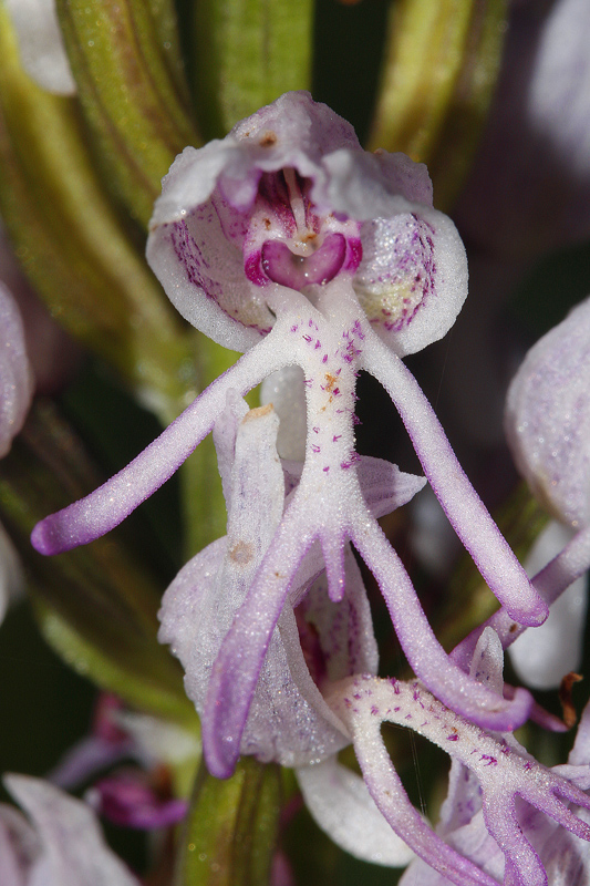 Orchis singe (Orchis simia)