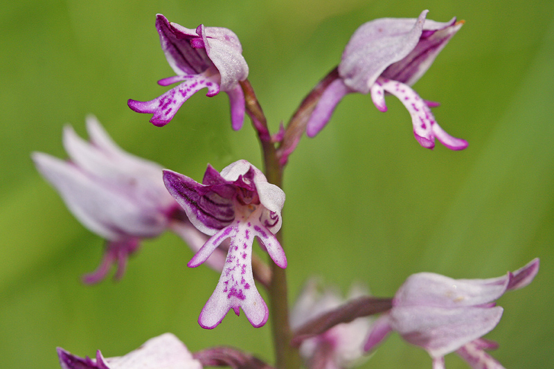 Orchis hybride (Orchis simia x orchis militaris)