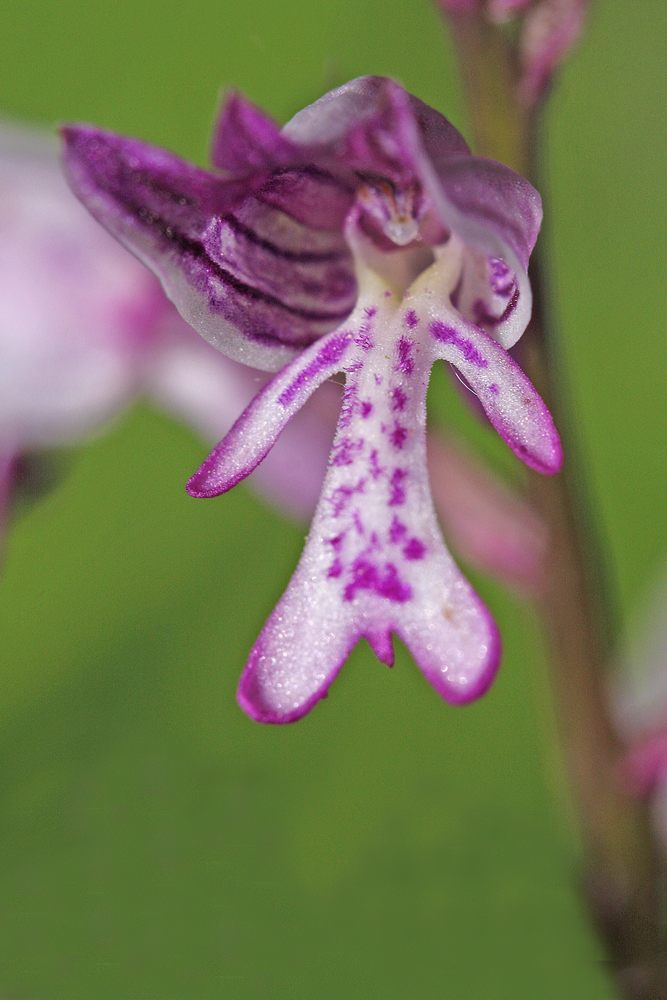 Orchis hybride (Orchis simia x orchis militaris)