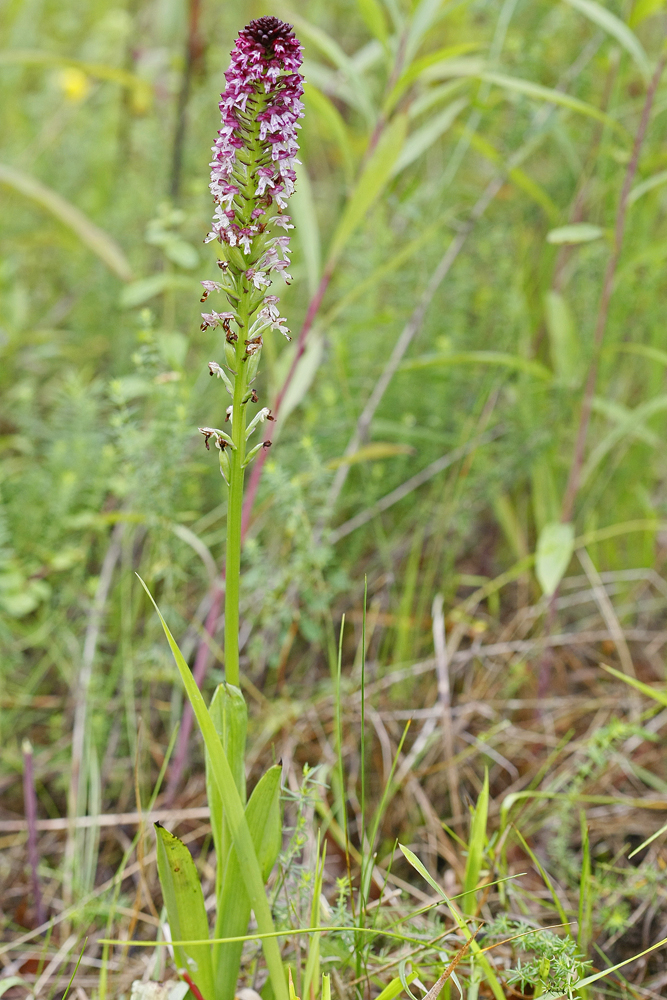 Orchis brulé d'été (Orchis ustulata  ssp aestivalis)