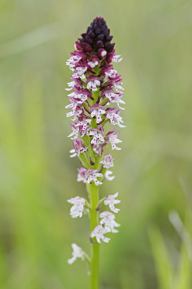 Orchis brulé d'été (Orchis ustulata  ssp aestivalis)