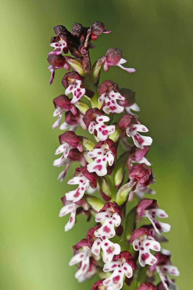 Orchis brulé (Orchis ustulatus)